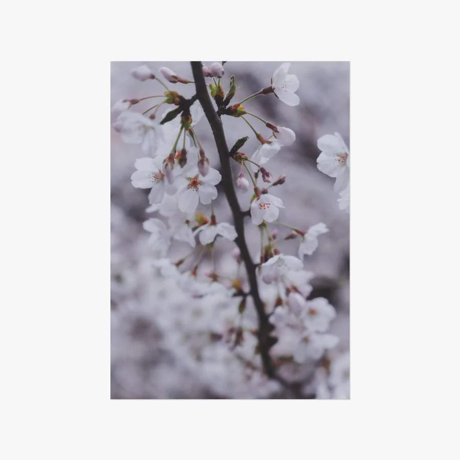Do Hun Lee - Cherry Blossom A3 Poster - Image 2